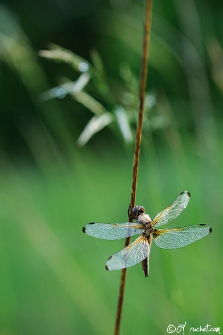 Libellula fulva - Libellula fulva