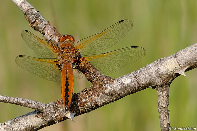 Libellula fulva - Libellula fulva