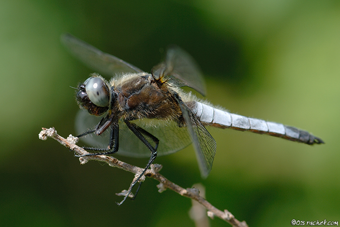 Libellula fulva - Libellula fulva