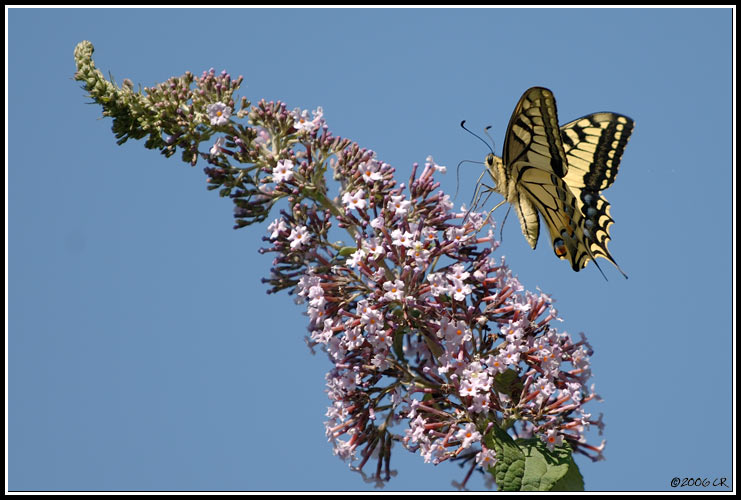 Machaon - Papilio machaon