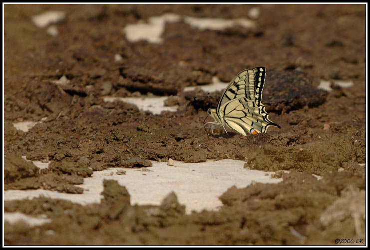 Swallowtail - Papilio machaon