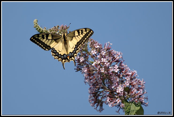 Swallowtail - Papilio machaon