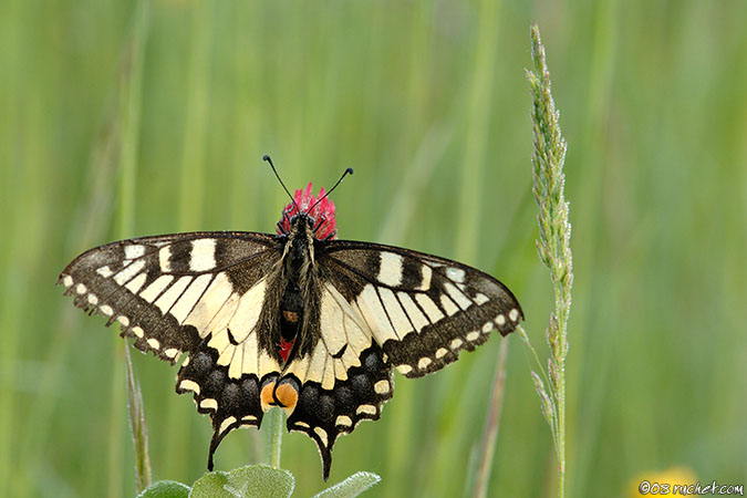 Swallowtail - Papilio machaon