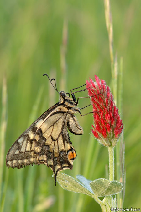 Swallowtail - Papilio machaon