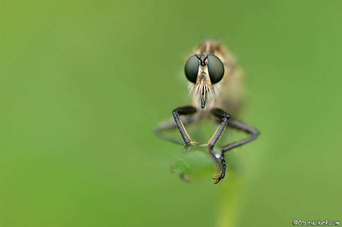 Robber fly - Machimus sp.