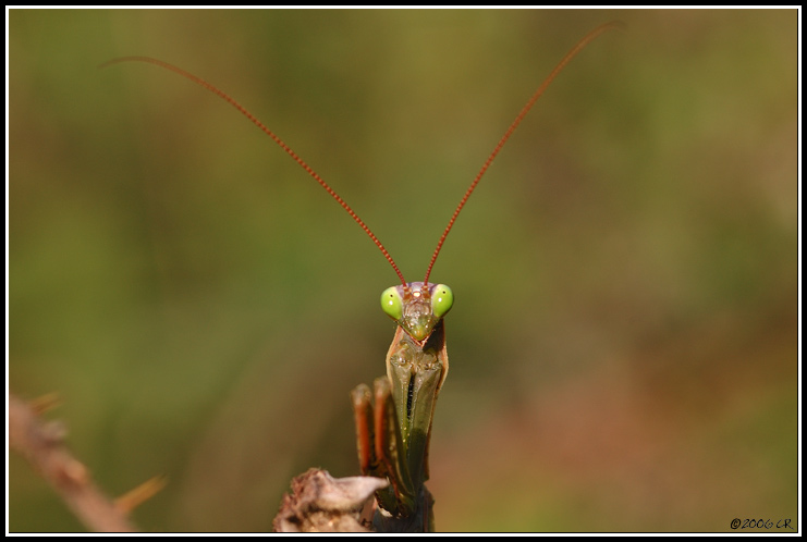 Mante religieuse - Mantis religiosa