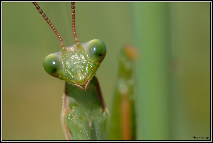 Praying mantis - Mantis religiosa