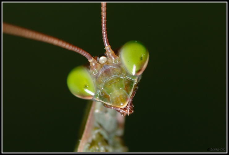 Praying mantis - Mantis religiosa