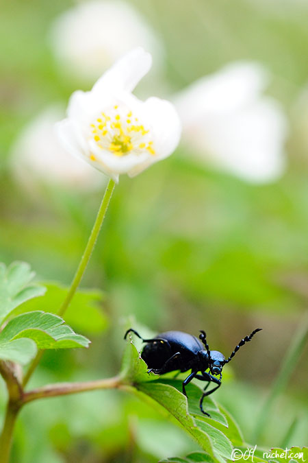 Méloé printanier - Meloe proscarabaeus