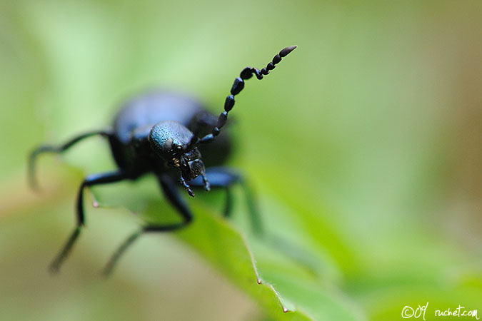 Meloe proscarabaeus - Meloe proscarabaeus