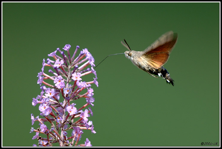 Moro-sphinx - Macroglossum stellatarum