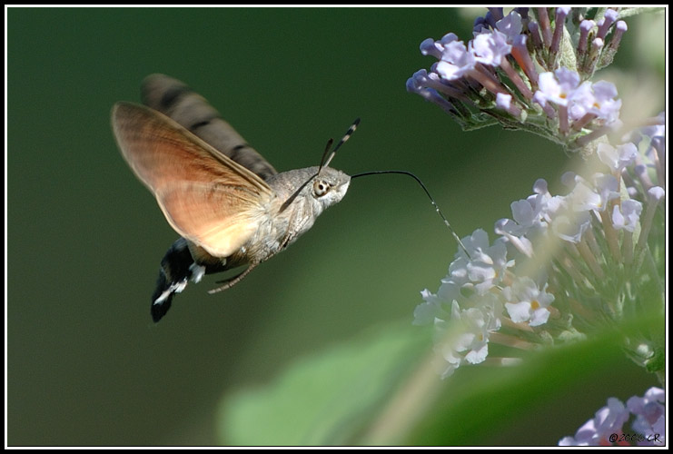 Taubenschwänzchen - Macroglossum stellatarum