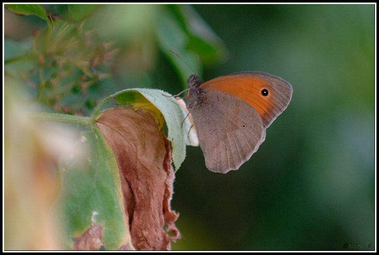 Lurtina - Maniola jurtina