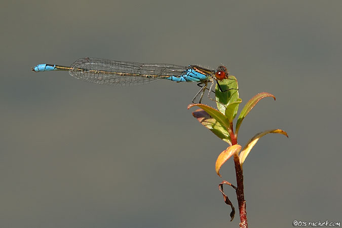 Kleines Granatauge - Erythromma viridulum