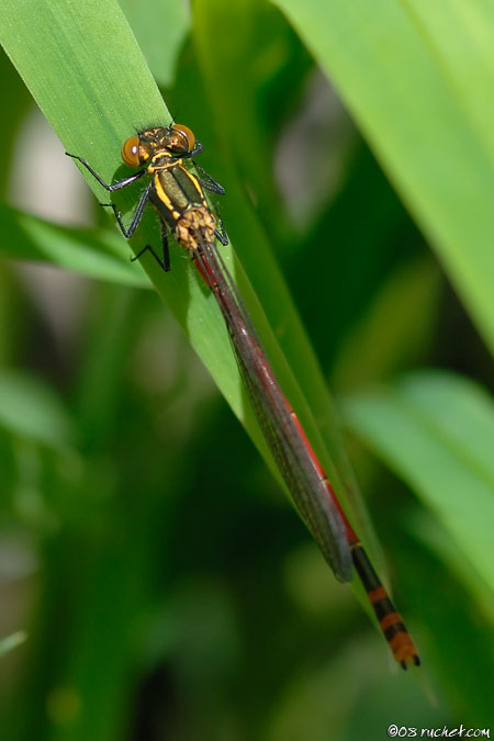 Large Red Damselfly - Pyrrhosoma nymphula