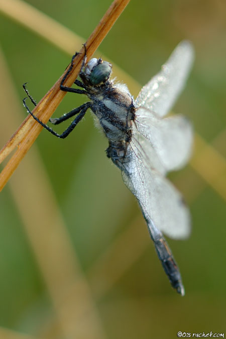 Orthétrum à stylet blanc - Orthetrum albistylum