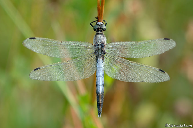 Östlicher Blaupfeil - Orthetrum albistylum