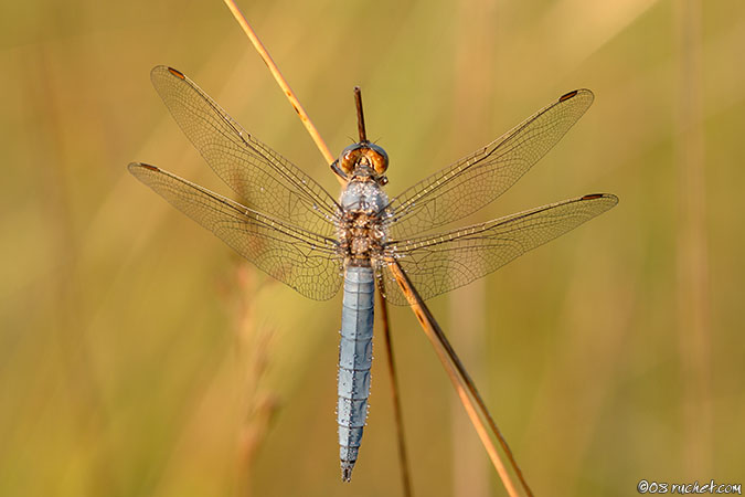 Orthetrum brunneum - Orthetrum brunneum