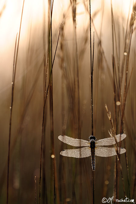 Orthétrum réticulé - Orthetrum cancellatum