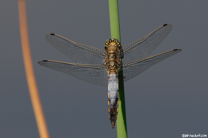 Black-tailed Skimmer - Orthetrum cancellatum