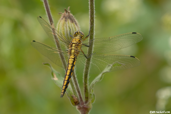 Black-tailed Skimmer - Orthetrum cancellatum