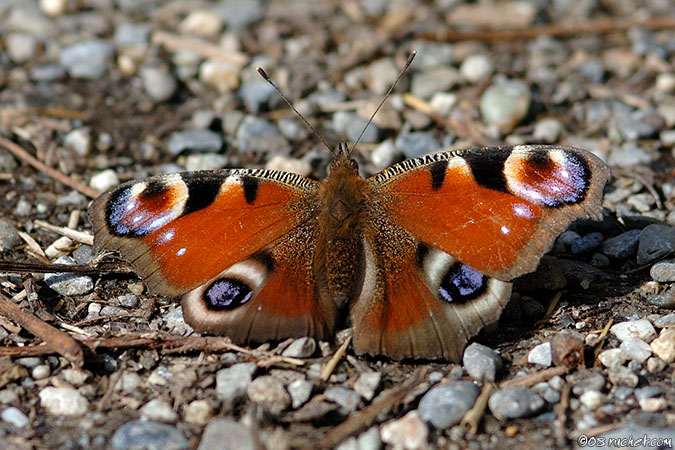 Tagpfauenauge - Inachis io