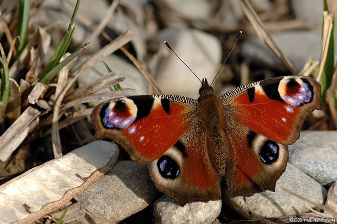 Tagpfauenauge - Inachis io