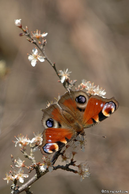 Tagpfauenauge - Inachis io
