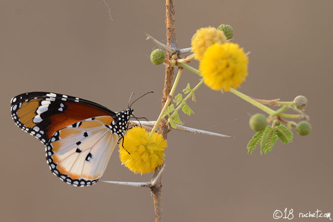 Petit monarque - Danaus chrysippus