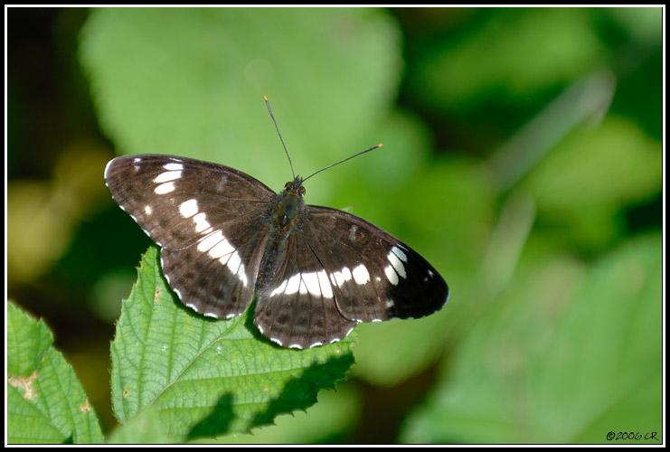 White Admiral - Limenitis camilla