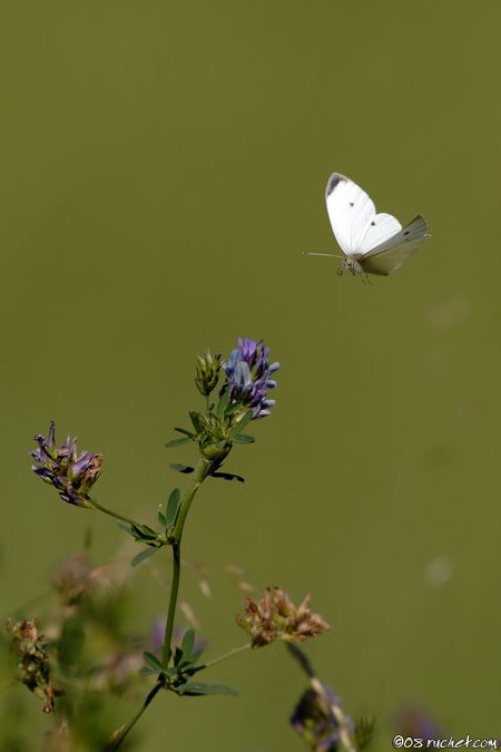 Kleiner Kohlweißling - Pieridae Pierinaef