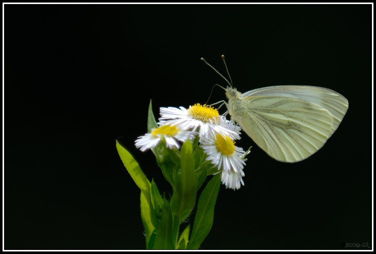 Rapsweißling - Pieris napi