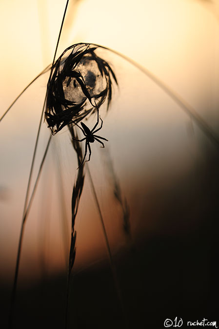 Pisaure admirable - Pisaura mirabilis