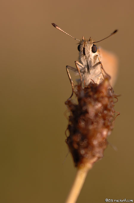 Sylvaine - Ochlodes sylvanus