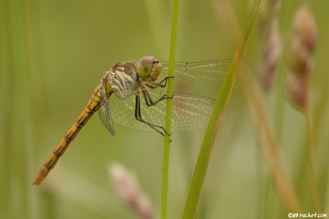 Simpetro rosso sangue - Sympetrum sanguineum