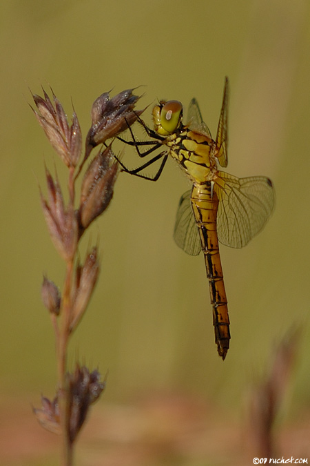 Simpetro rosso sangue - Sympetrum sanguineum
