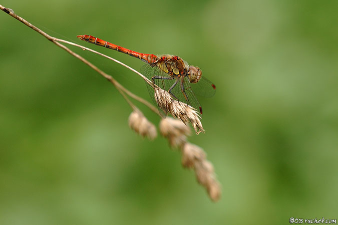 Sympétrum strié - Sympetrum striolatum