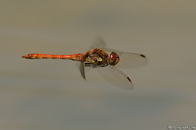 Sympetrum striolatum - Sympetrum striolatum