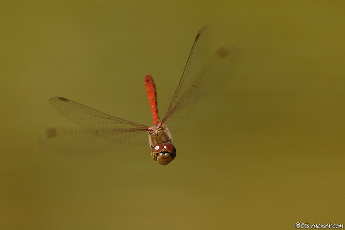 Sympetrum striolatum - Sympetrum striolatum
