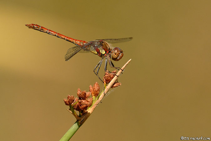 Sympetrum striolatum - Sympetrum striolatum