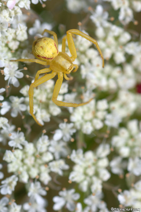 Thomise - Misumena vatia