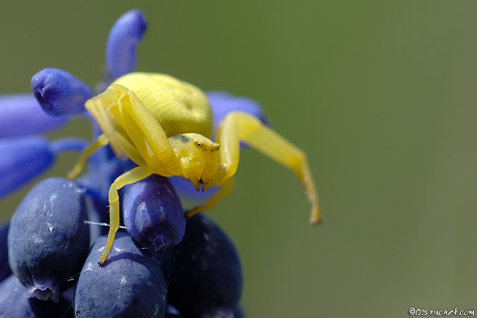 Goldenrod crab spider - Misumena vatia