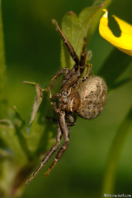 Goldenrod crab spider - Misumena vatia