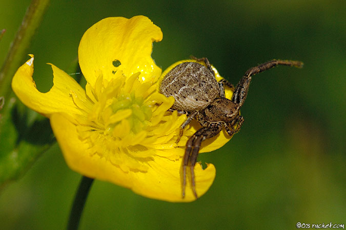 Goldenrod crab spider - Misumena vatia