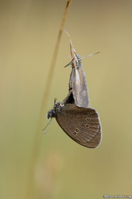 Tristan - Aphantopus hyperantus