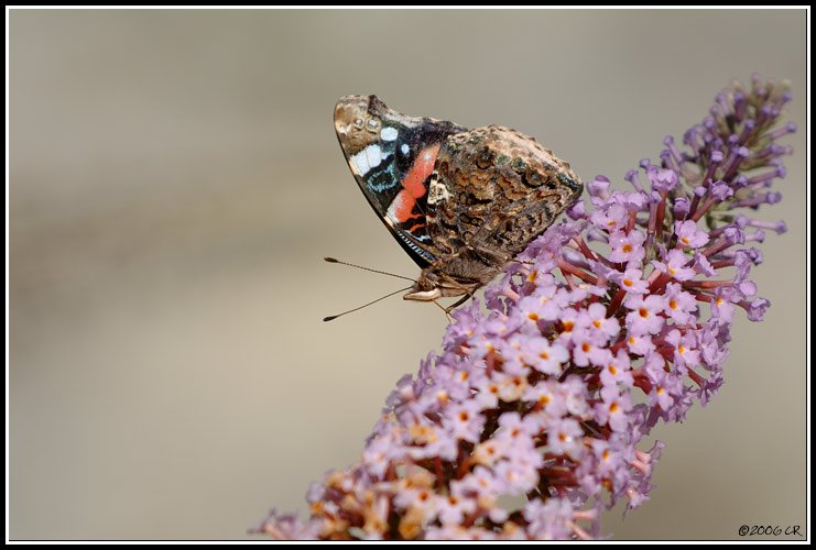 Red Admiral - Vanessa atalanta