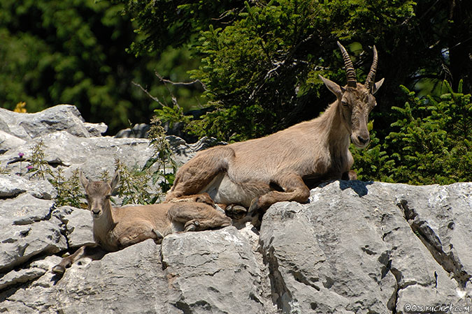 Bouquetin - Capra ibex