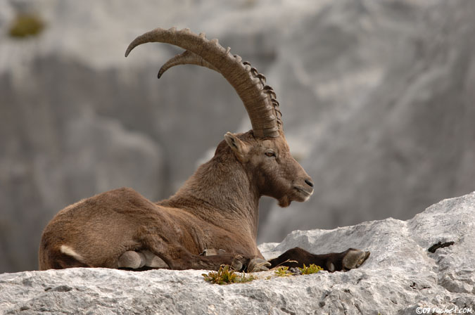 Bouquetin - Capra ibex