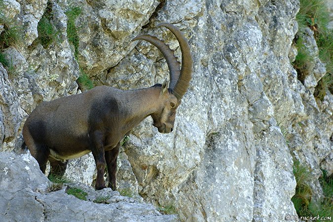 Alpine Ibex - Capra ibex
