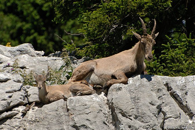 Alpine Ibex - Capra ibex